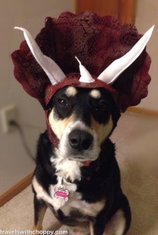 I'm pretty sure Choppy would prefer not wearing the dinosaur hat at all.
