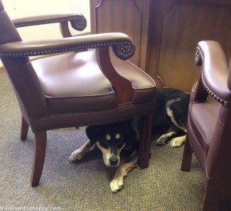 Choppy at work - here she is, hiding from doing anything.