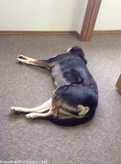 And here she is asleep on the job. In related news, Choppy would be a poor hire.