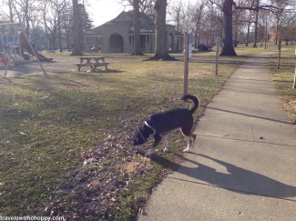 Things that are good about the arrival of spring: I can no longer see what color Choppy is sniffing. I'll just pretend she is smelling a flower here, and not what I know it is.