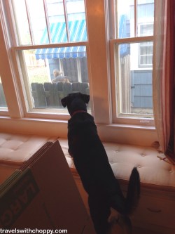 This coming weekend is the last we'll spend in our house - hopefully, Choppy will get to see more of these guys as a send-off!