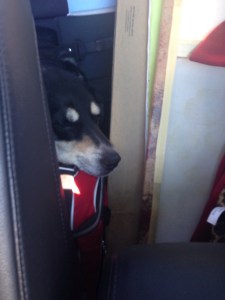 Choppy had her last drive home from Terre Haute - and hopefully the last car ride home for a while where she is crowded into a small part of the backseat.