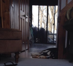 Lounging at my parents' house - it's a pretty good life!