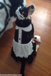 This is as close to cleaning up the house as Choppy will ever get.