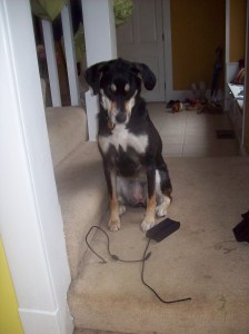 Choppy is definitely giving the "it totally came that way" look to the power cord.