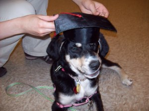 As you can see, Choppy was not always as good (or as happy) at wearing clothing as she is today.