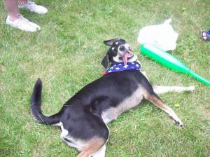 Baseball: apparently, it is far more tiring for a dog than it is for an actual baseball player.