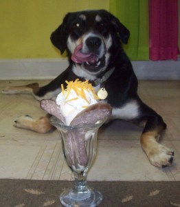I'm pretty sure Choppy is thinking this sundae could have been improved with some bacon sprinkles.