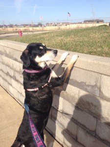 Did someone say rabbit?