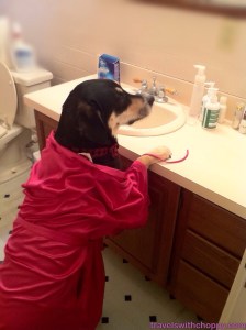 A behind-the-scenes look at Choppy getting ready for a photo shoot.