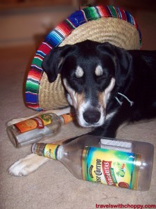 Here's hoping you look better than this tomorrow after your Cinco de Mayo celebrations!