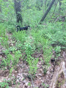 Here is Choppy not helping the morel hunt at all.