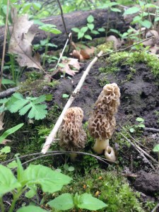 This is a morel. Actually, two morels. And one that has already been cut.