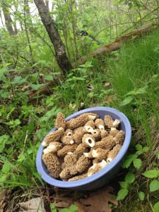 Here's a bowl of morels in the woods. This was only one of several bowls I collected.