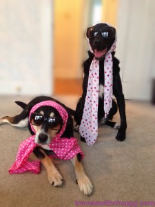 This is the sort of thing that happens when I get these two together. I am super excited. The dogs...not so much.