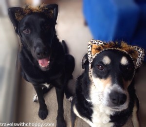 Don't be fooled by the cat ears. They're still dogs.