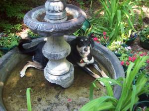 This is one of Choppy's favorite locations at my parents' house - it is a drained fountain. Why is it drained? Because this is what Choppy does when there is even a drop of water in the fountain. So it's less a "fountain" and more a "fountain-like sculpture."
