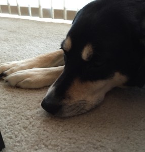 This is Choppy moping after I pulled the tick out of her. Apparently, she enjoyed having a blood sucking parasite living on her so much that she wandered around for a while feeling sorry for herself. Or the tick.