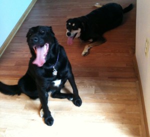 Definitely no remorse. They look pretty darn proud of themselves, if you ask me.