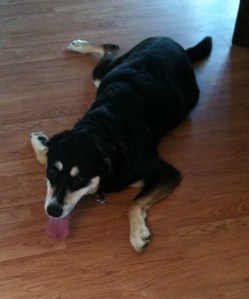  Does this look like a dog who is remorseful for having just returned from torturing the neighbor dog?