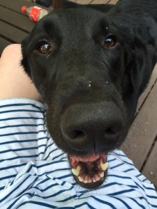 Does this look like the mug of a dog who needs to be under house arrest? Because it is.