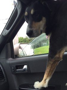 This is Choppy during the rain - as you can see, I indulge her desire to stick her head out the window even while raining. In related news, this is a dog who won't go outside to take care of her business in the rain. Somehow, there is a difference between that and the car window that I do not understand.