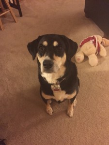 I am pretty sure I have at least two thousand pictures of Choppy in this pose.