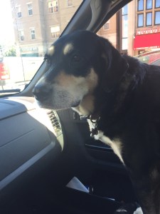 A little morning car ride is always fun (and no rain, unlike last week!).