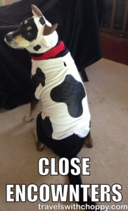 Also known as what happens when you give someone from Wisconsin a dog, a cow costume and a blog.