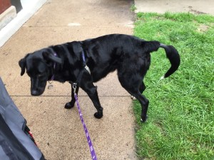 According to my research (read: I looked up "sprained tail" on the Internet), a sprained tail is a bit of a misnomer and it is actually something called limber tail syndrome, brought on by over-exertion. I have no idea how that could have happened...