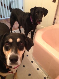 I guess I watch them while they pee, too.