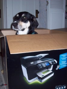 Unlike a cat, I had to put Choppy in there. And she got out as soon as she could.