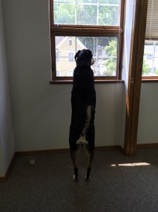 Choppy also protected the office from horrifying threats, such as other dogs and...actually, just other dogs.
