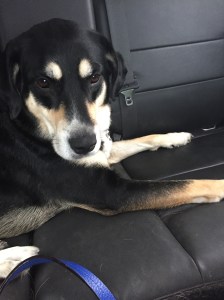 On the way to work - gotta keep an eye on the road!