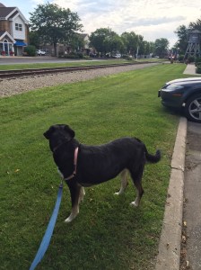 My office sits next to a railroad track. The trains come by a couple times a day, but rarely are we outside to see one. So this was a  bit of a fun surprise!