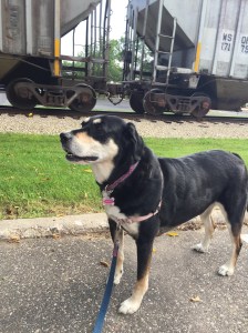 Well, fun for me. I don't think Choppy enjoyed it all that much.