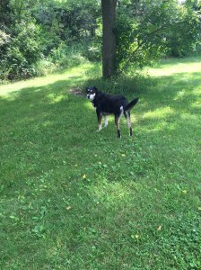 This is a far more typical pose. Definitely not as much energy being expended here.