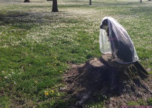 Things not required by a wedding photographer: looking at the actual camera.