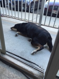 Naps on the patio? Also a good idea.
