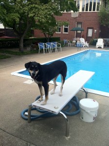 This is as close to jumping into the pool as Choppy will ever (voluntarily) get. Involuntary swimming, though? That may have happened once or twice... 