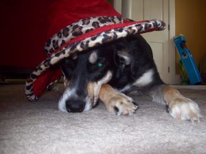 Choppy getting her indifferent hat look on.