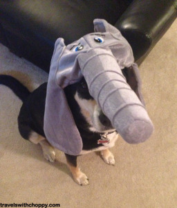 It still doesn't really look like an elephant to me.