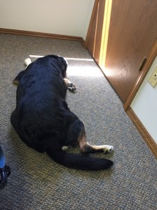 We did have to go to work on Monday before we got on the road. As always, Choppy is sleeping on the job.