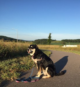 A still-early (but not quite as early) stop at a rest area for a little walk.