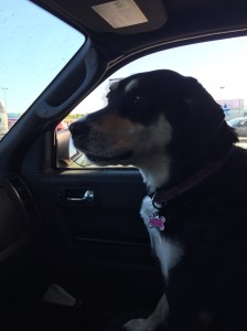 This was about two seconds before Choppy started barking at a dog walking around at a gas station.