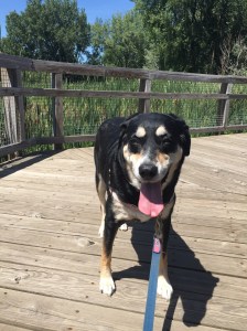 Nothing like a tired dog after a walk!