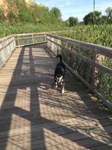 The marsh had raised walking paths through it. Choppy thoroughly enjoyed them.