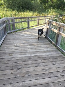 Part of this may have been because she just got to run around without supervision.