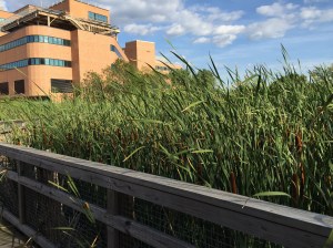 The hospital as seen from a nearby marsh.