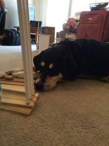 Choppy did not enjoy moving. She mostly moped around, feeling sorry for herself (though, in her defense, she had no idea what was going on).